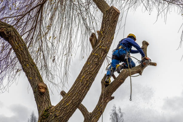 Lufkin Environmental Top Tree Service Springfield Residents Trust